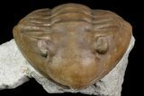 Asaphus Raniceps Trilobite - Russia #165443-4